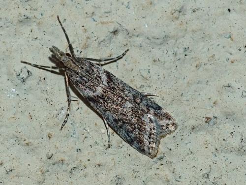 Réf. 319 971 : Eudonia angustea